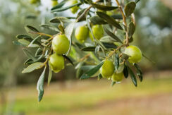 concime-alberi-olivo-quale-scegliere-come-usarlo