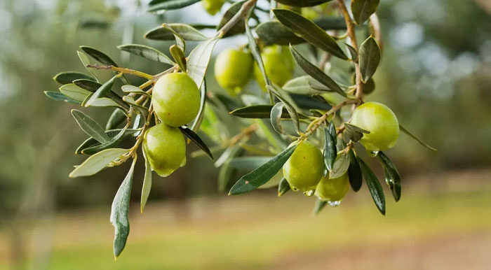 concime-alberi-olivo-quale-scegliere-come-usarlo